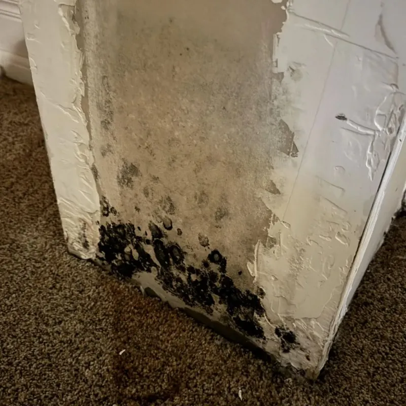 Professional Mold Removal in Rialto, CA